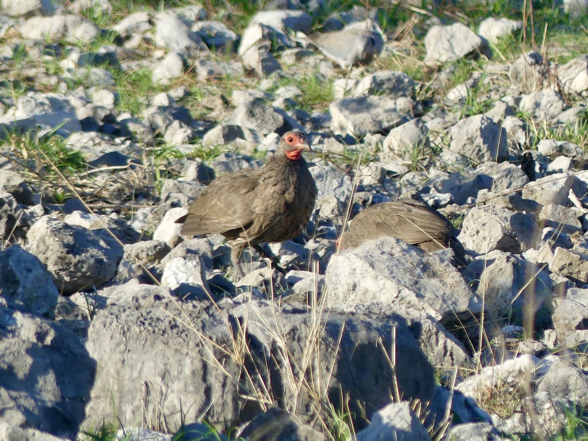 Francolín de Swainson - ML646596629