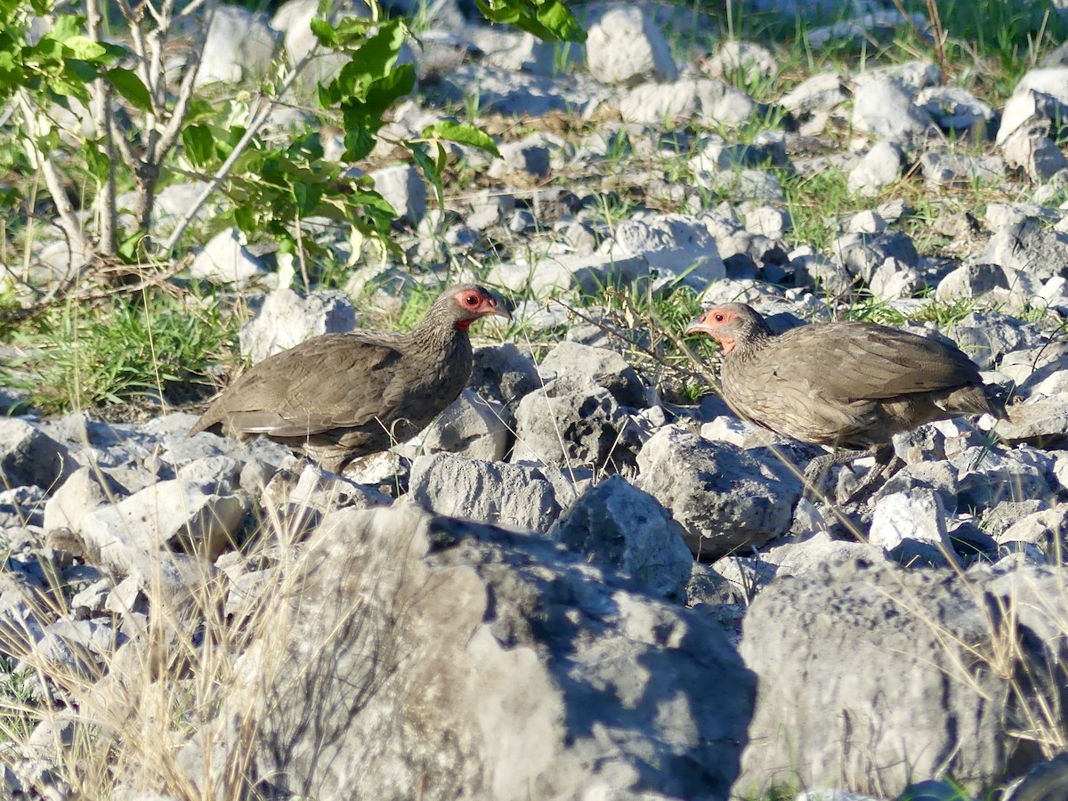 Francolín de Swainson - ML646596630