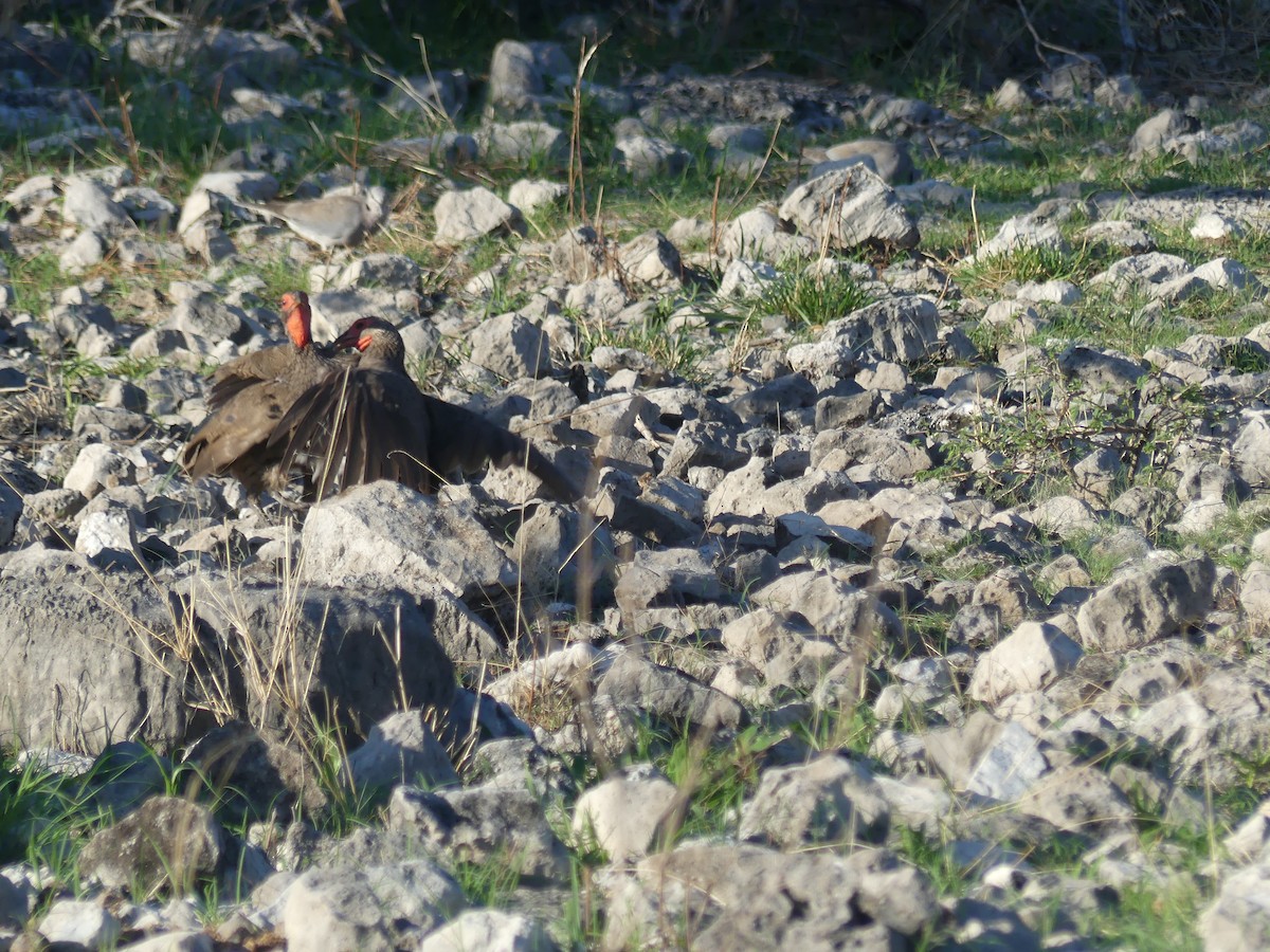 Francolín de Swainson - ML646596631