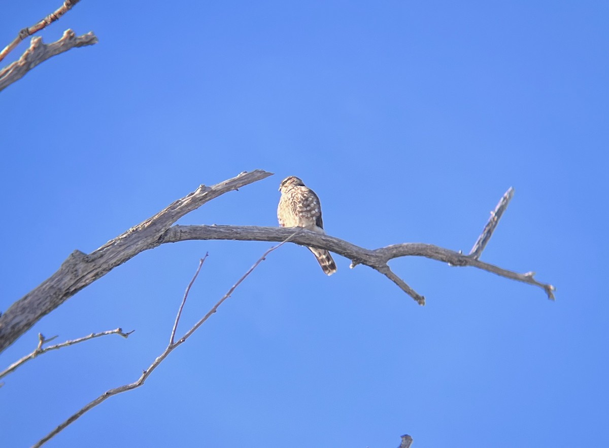 Esmerejón - ML646596633