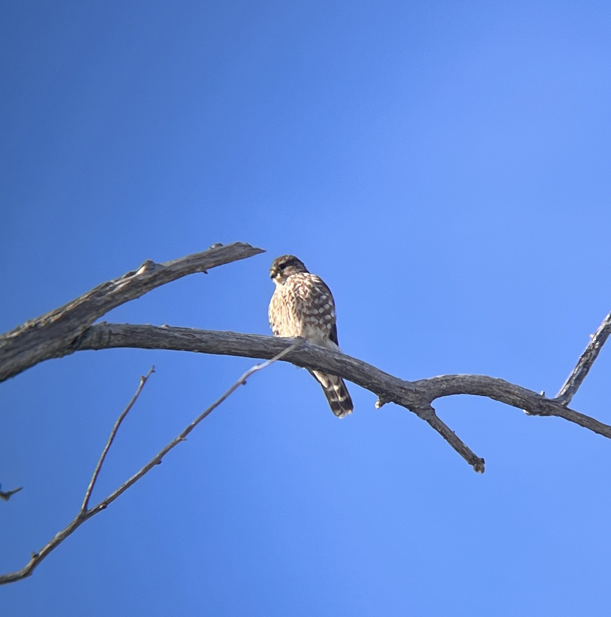 Esmerejón - ML646596634
