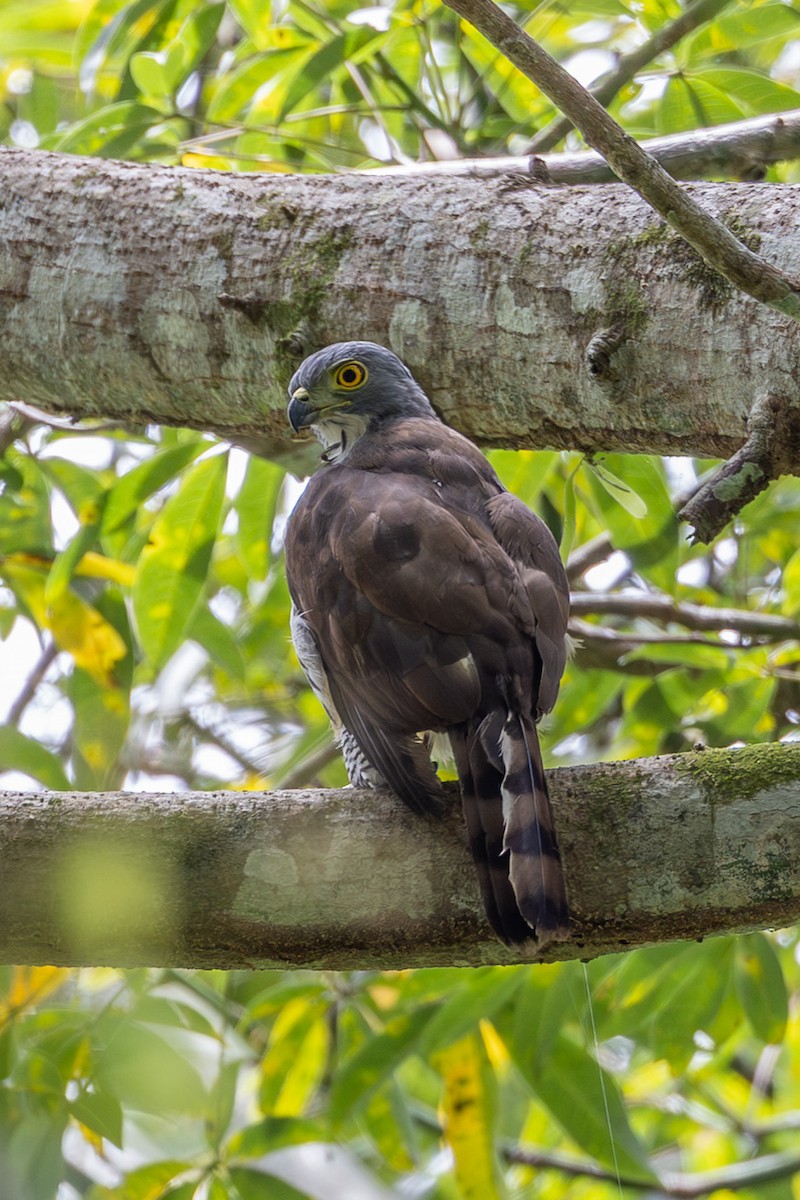 Gavilán de Célebes - ML646596635