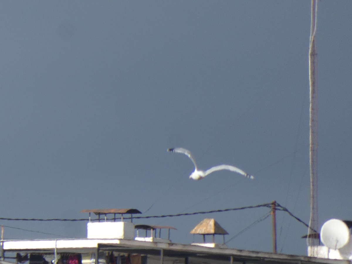 чайка sp. - ML646596636