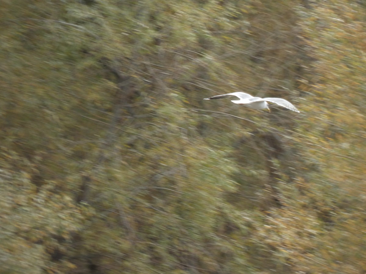 чайка sp. - ML646596637