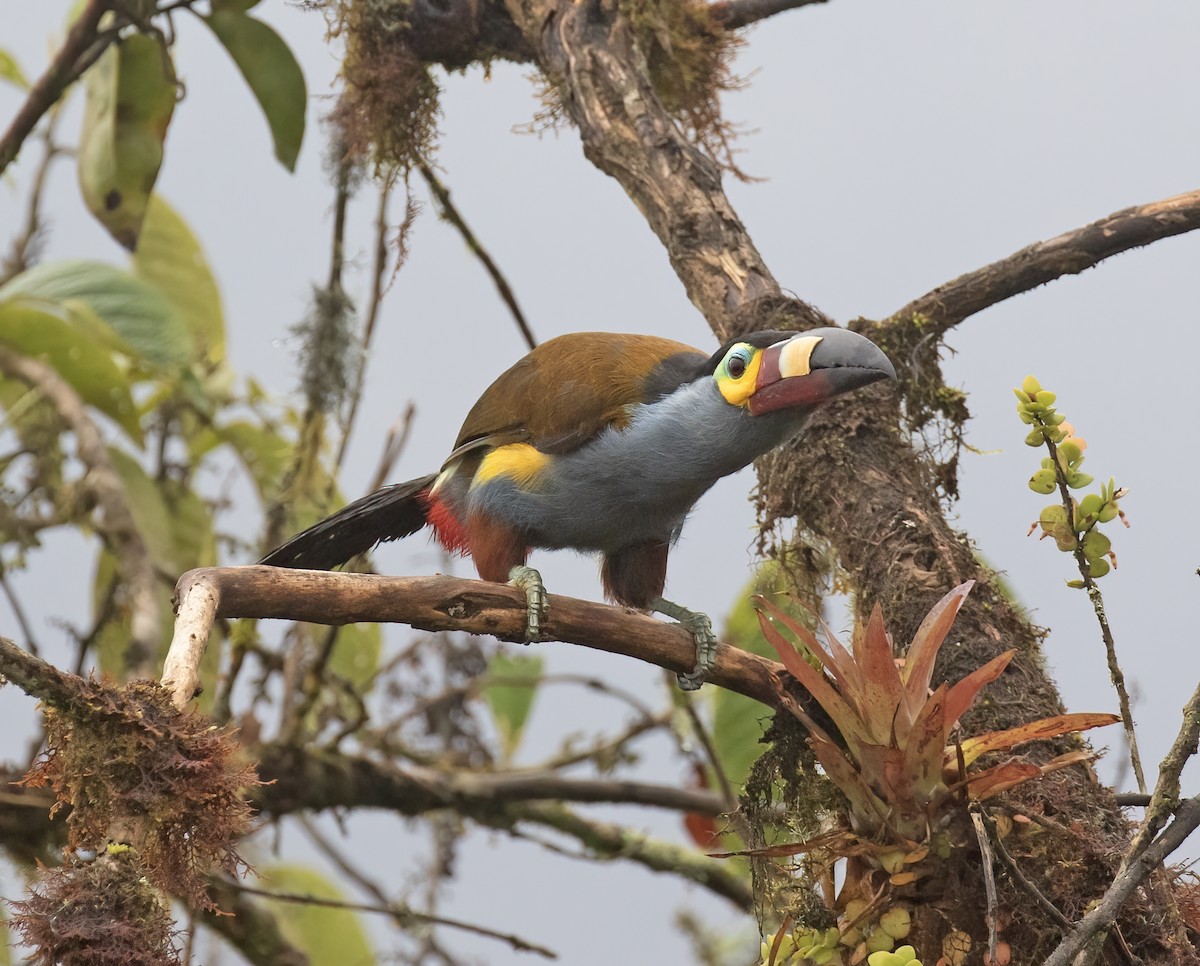 Plate-billed Mountain-Toucan - ML646596638