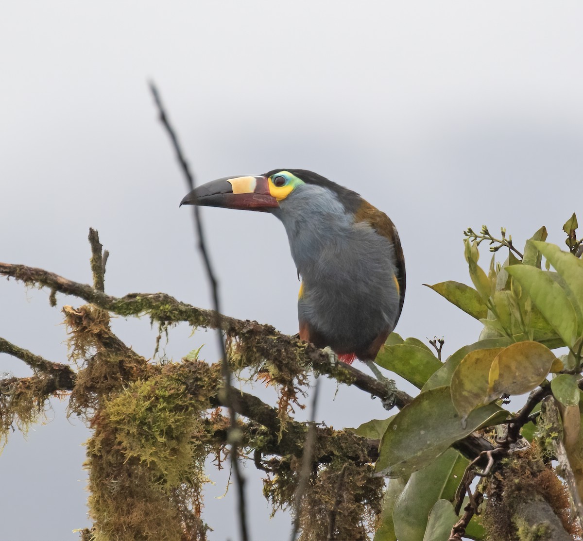 Plate-billed Mountain-Toucan - ML646596639