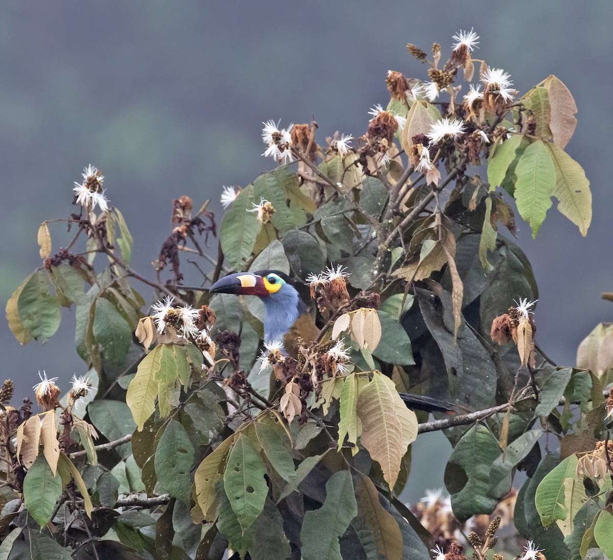 Plate-billed Mountain-Toucan - ML646596640