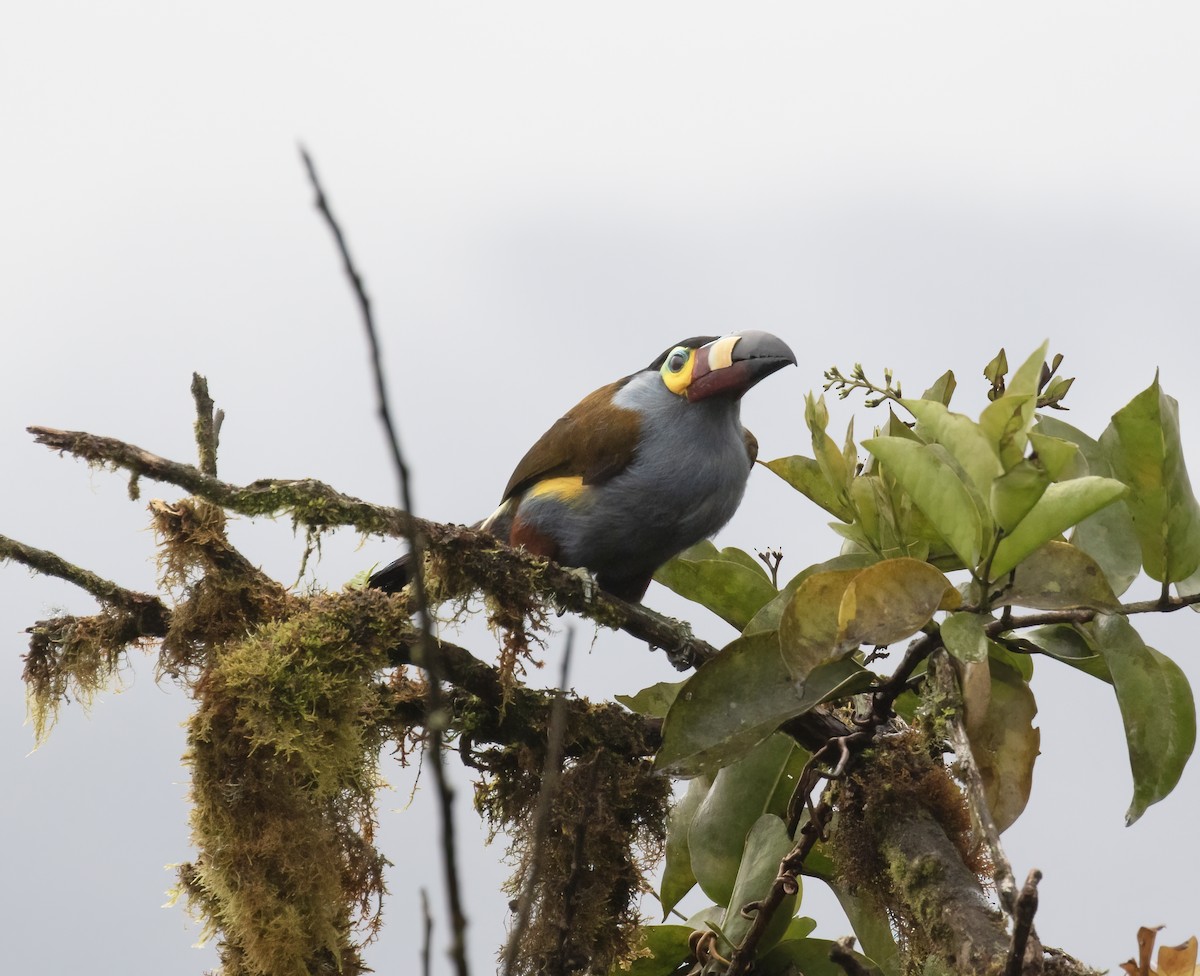 Plate-billed Mountain-Toucan - ML646596642