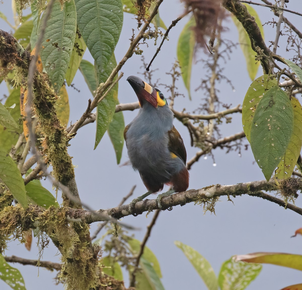 Plate-billed Mountain-Toucan - ML646596643