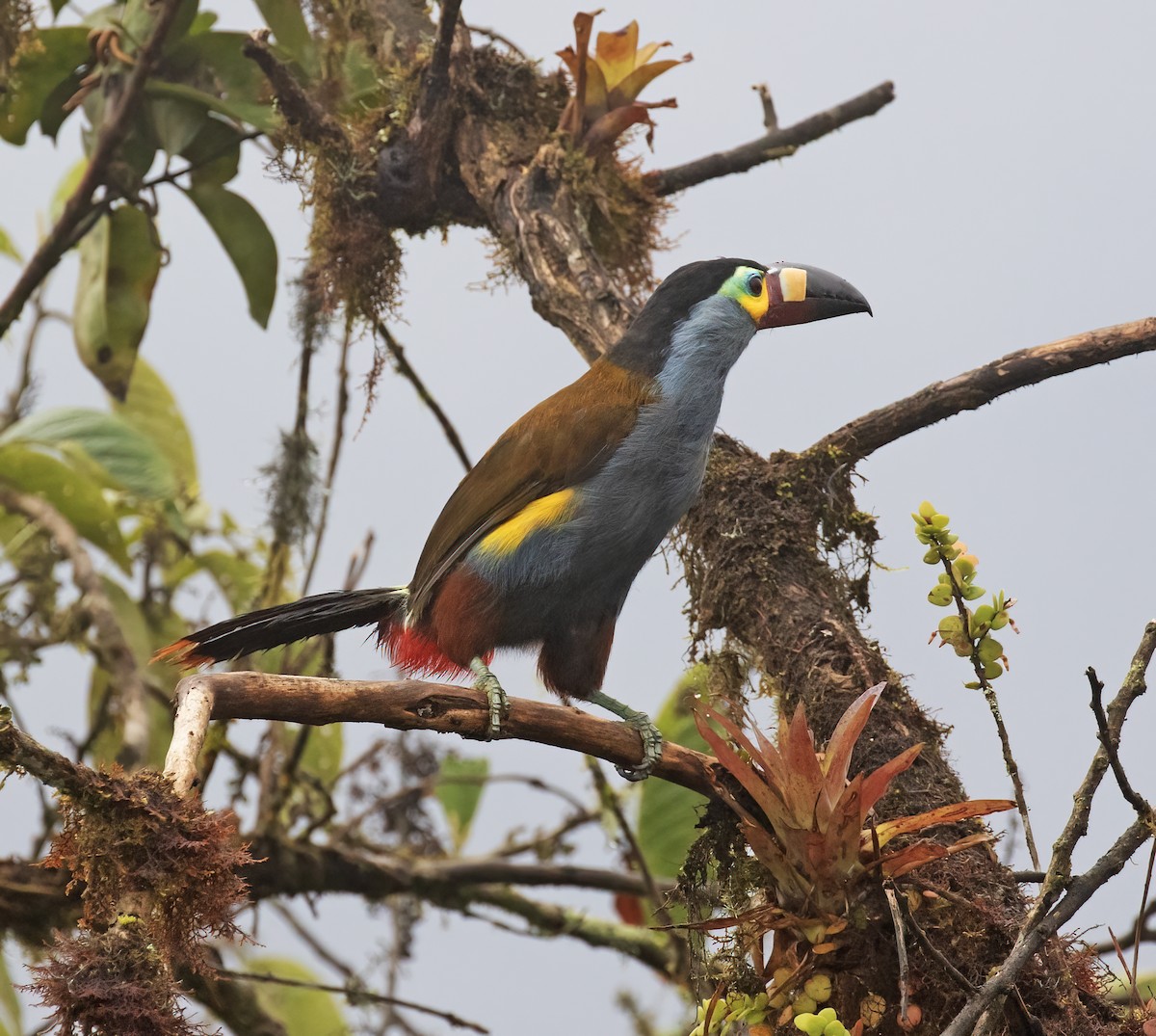 Plate-billed Mountain-Toucan - ML646596644