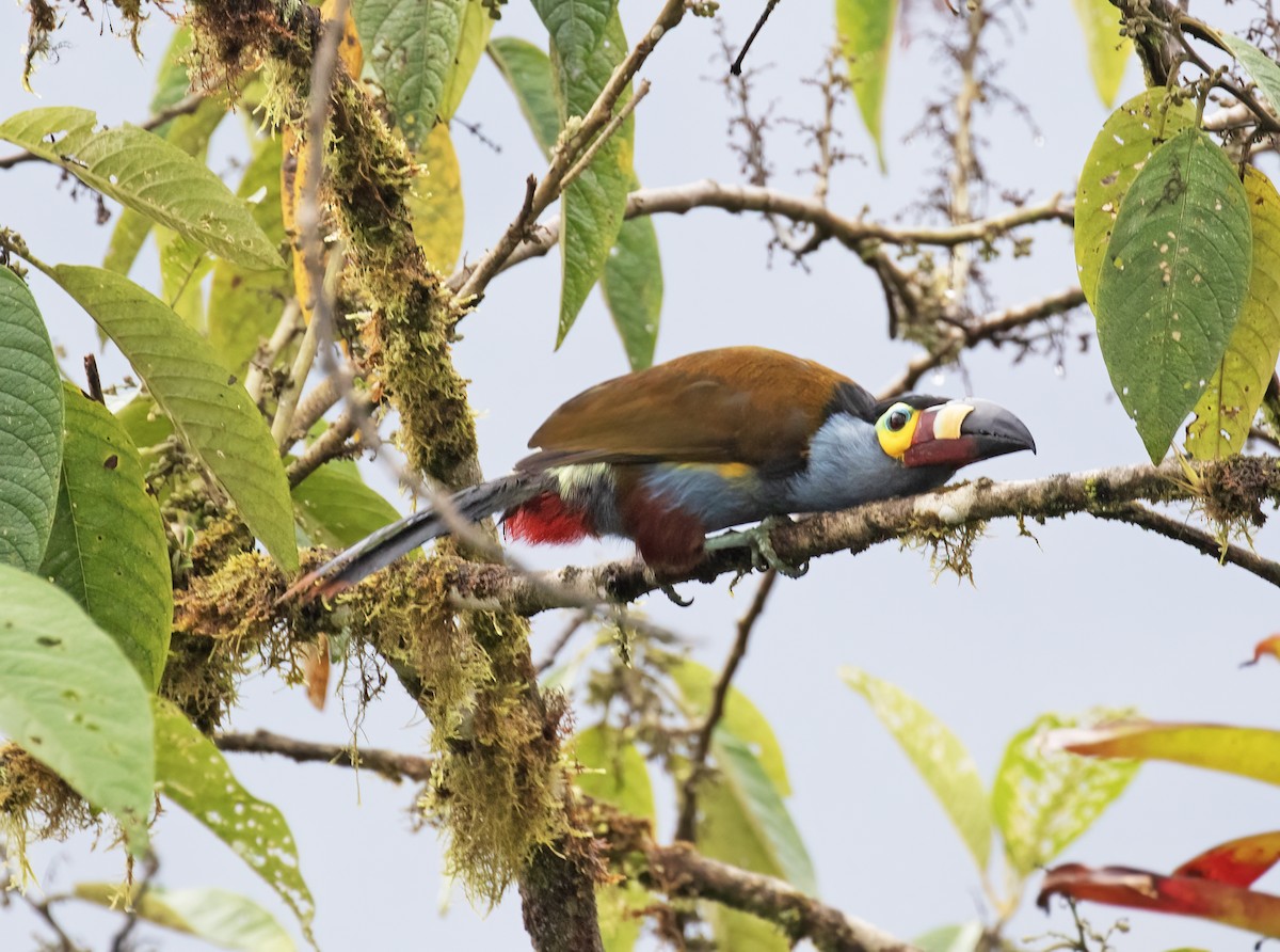 Plate-billed Mountain-Toucan - ML646596645