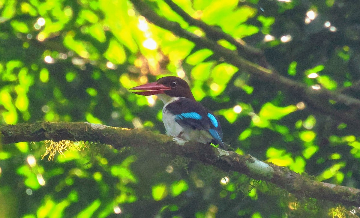 ledňáček čokoládový - ML646596646