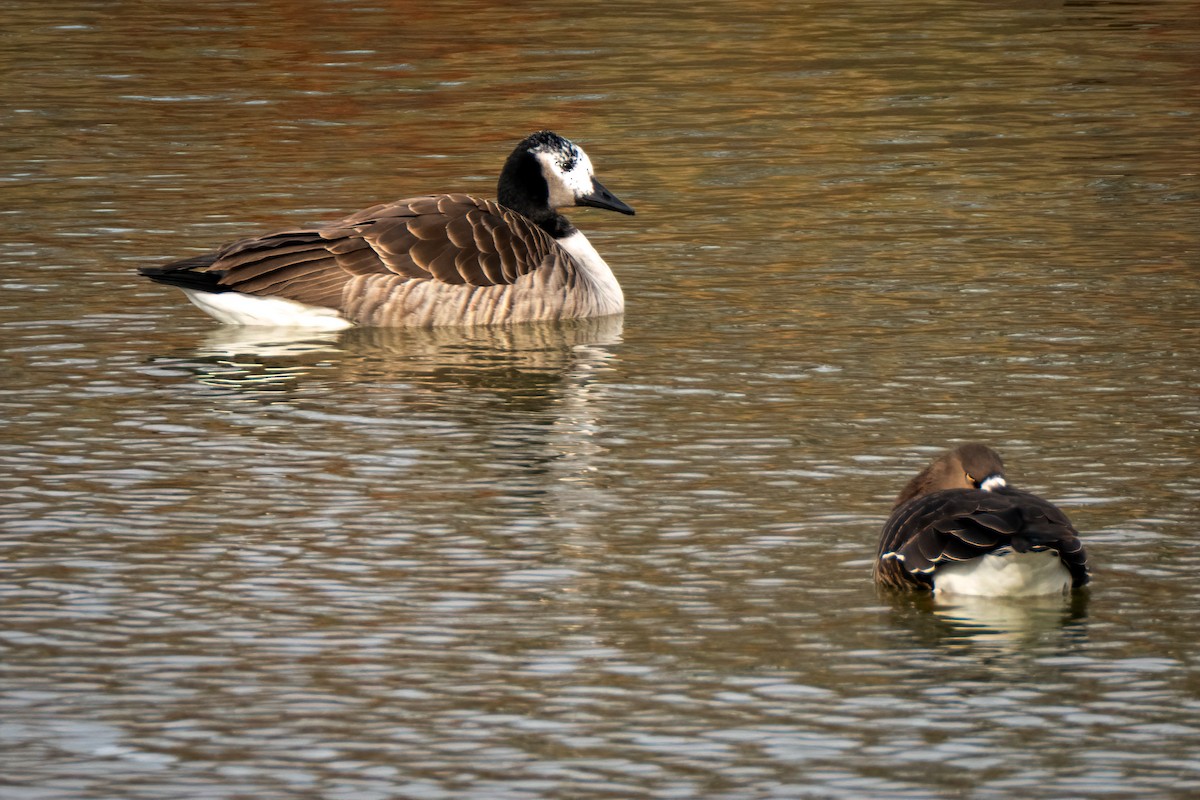 husa běločelá - ML646596648