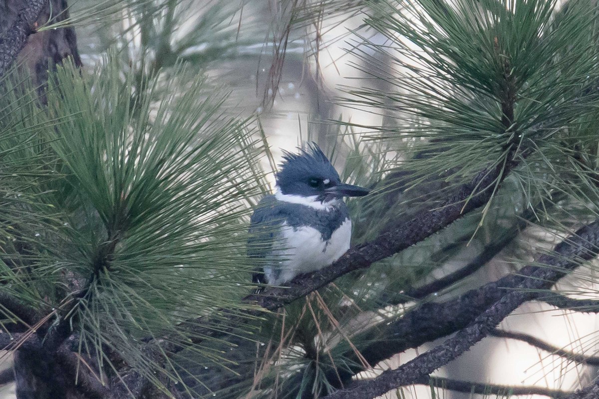 Belted Kingfisher - ML646596654