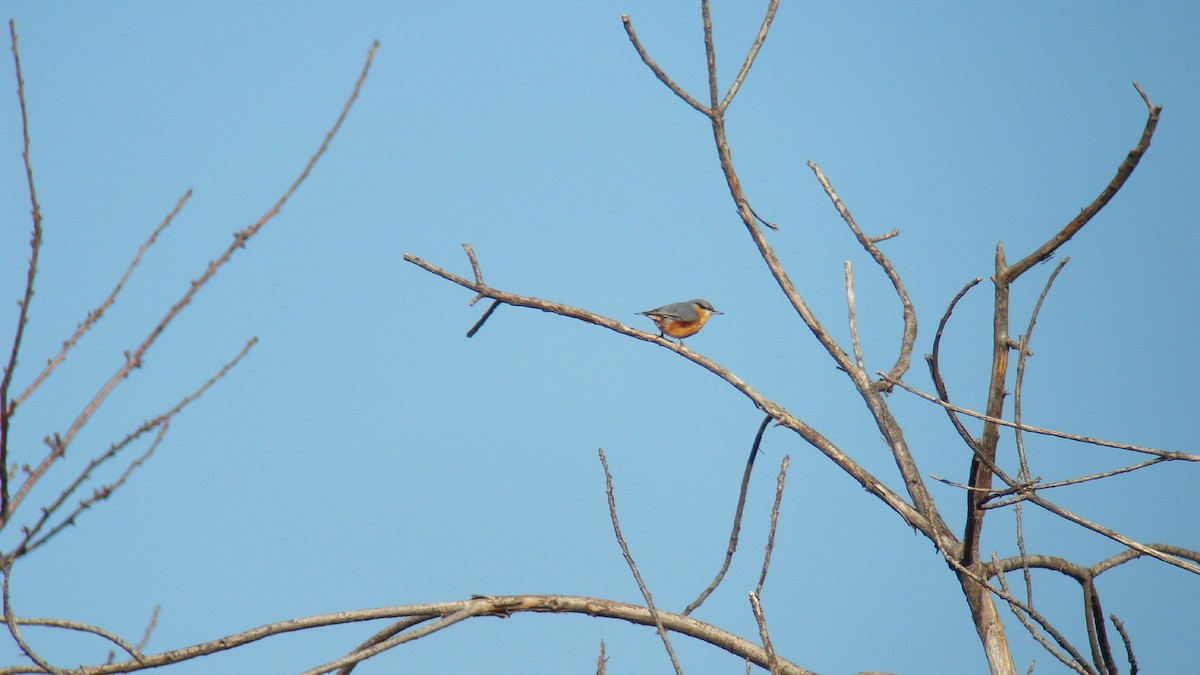 Повзик звичайний - ML646596657