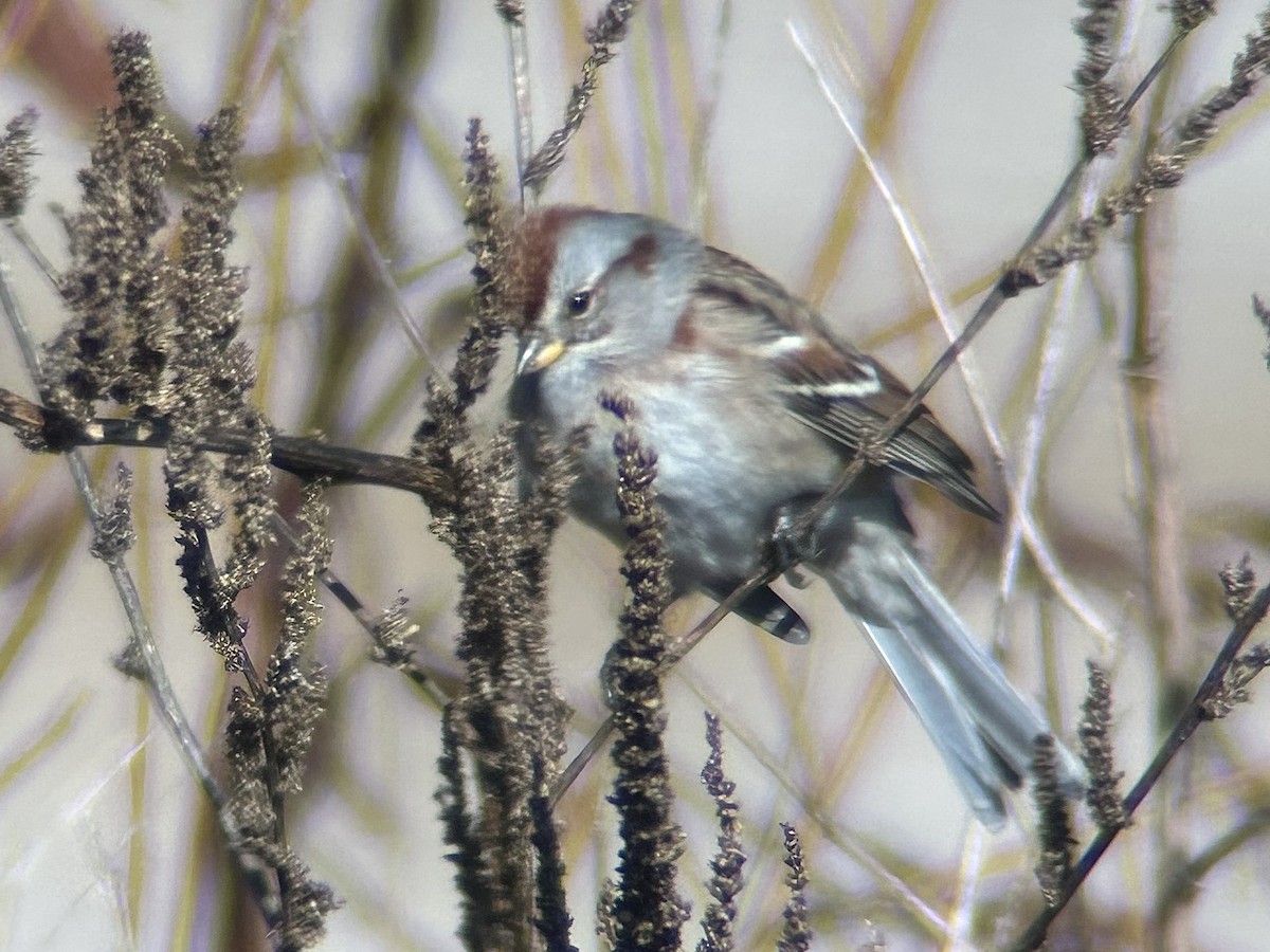 American Tree Sparrow - ML646596658