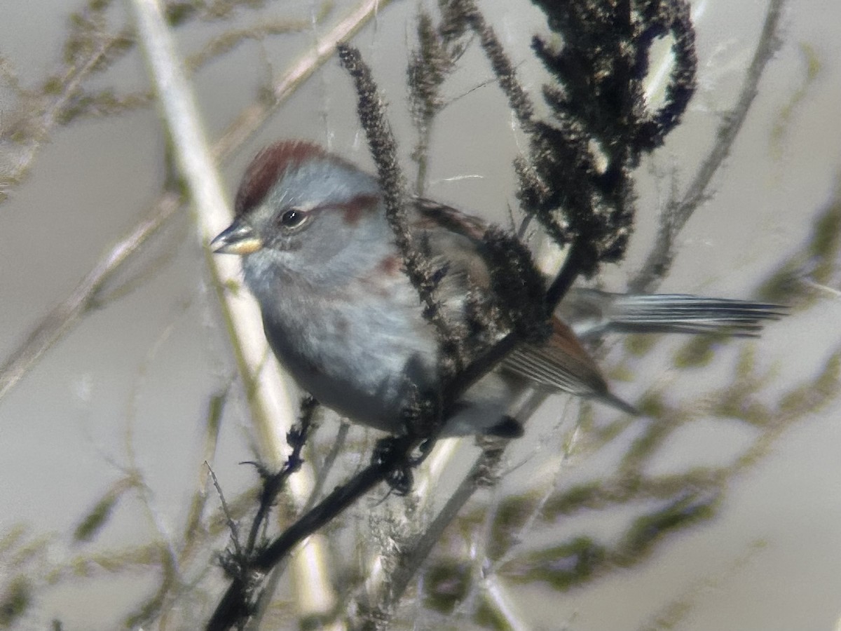 American Tree Sparrow - ML646596659