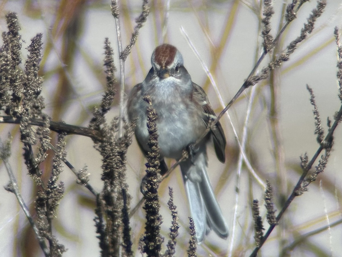 American Tree Sparrow - ML646596660
