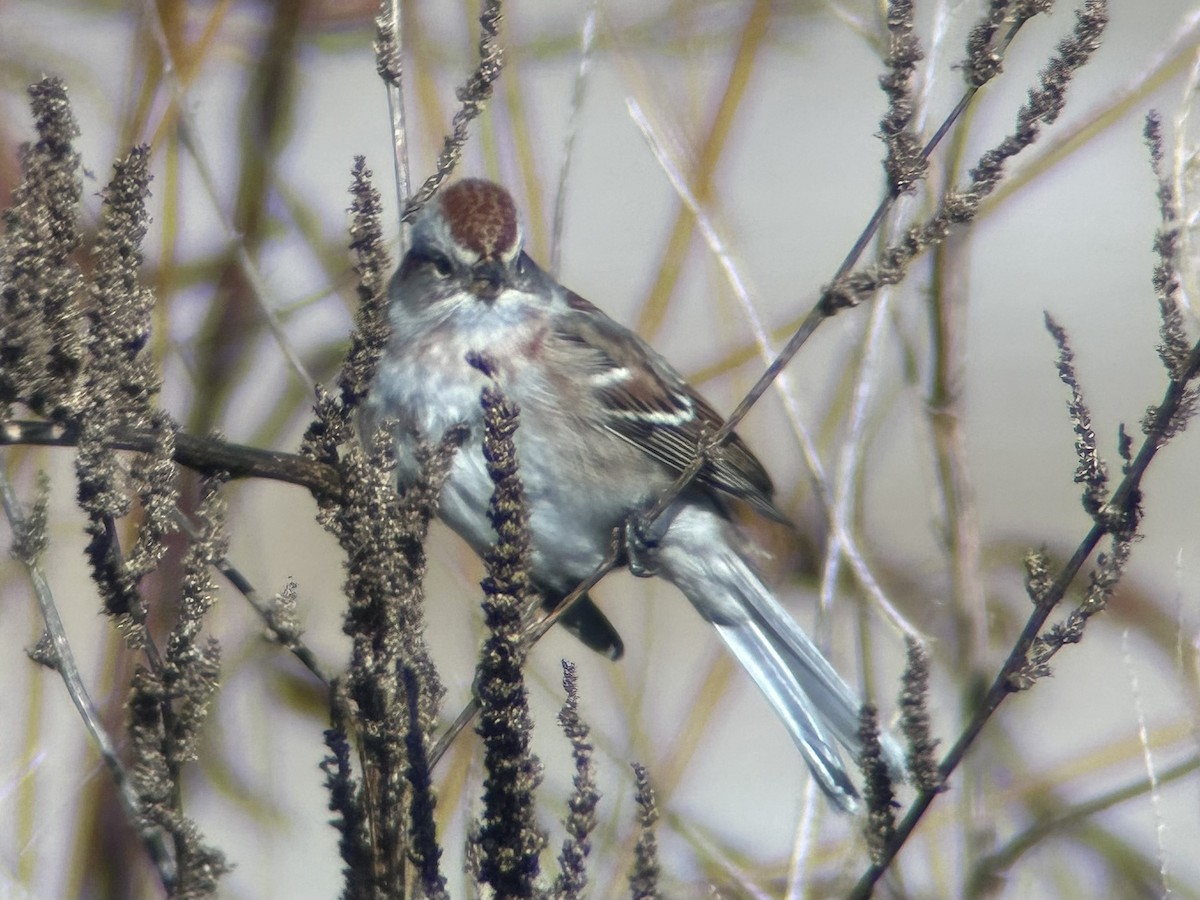 American Tree Sparrow - ML646596661