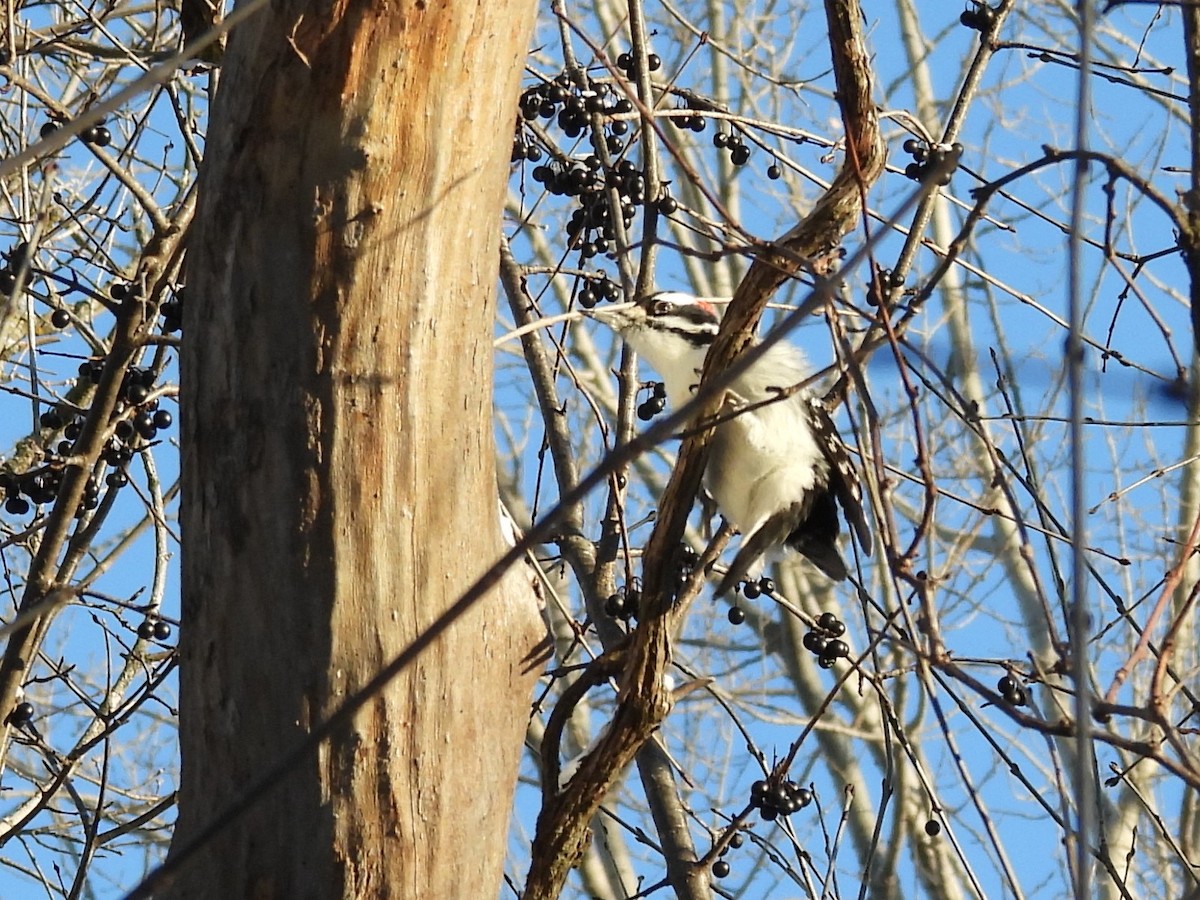 セジロアカゲラ - ML646596662