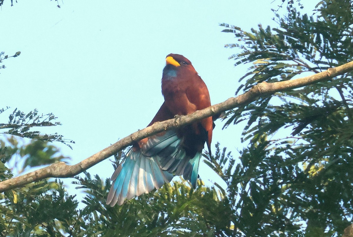 šírozobec modrohrdlý - ML646596664