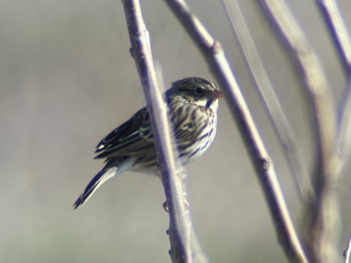 Savannah Sparrow - ML646596665