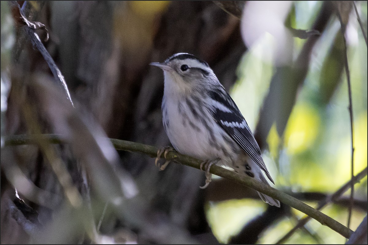 Black-and-white Warbler - ML646596666