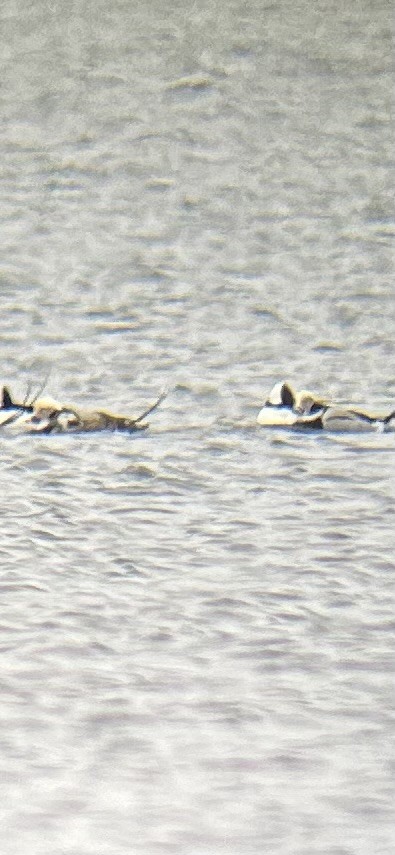 Long-tailed Duck - ML646596667