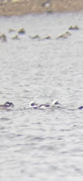 Long-tailed Duck - ML646596669