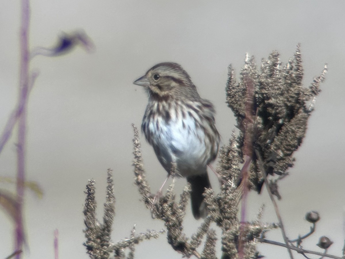 Song Sparrow - ML646596672