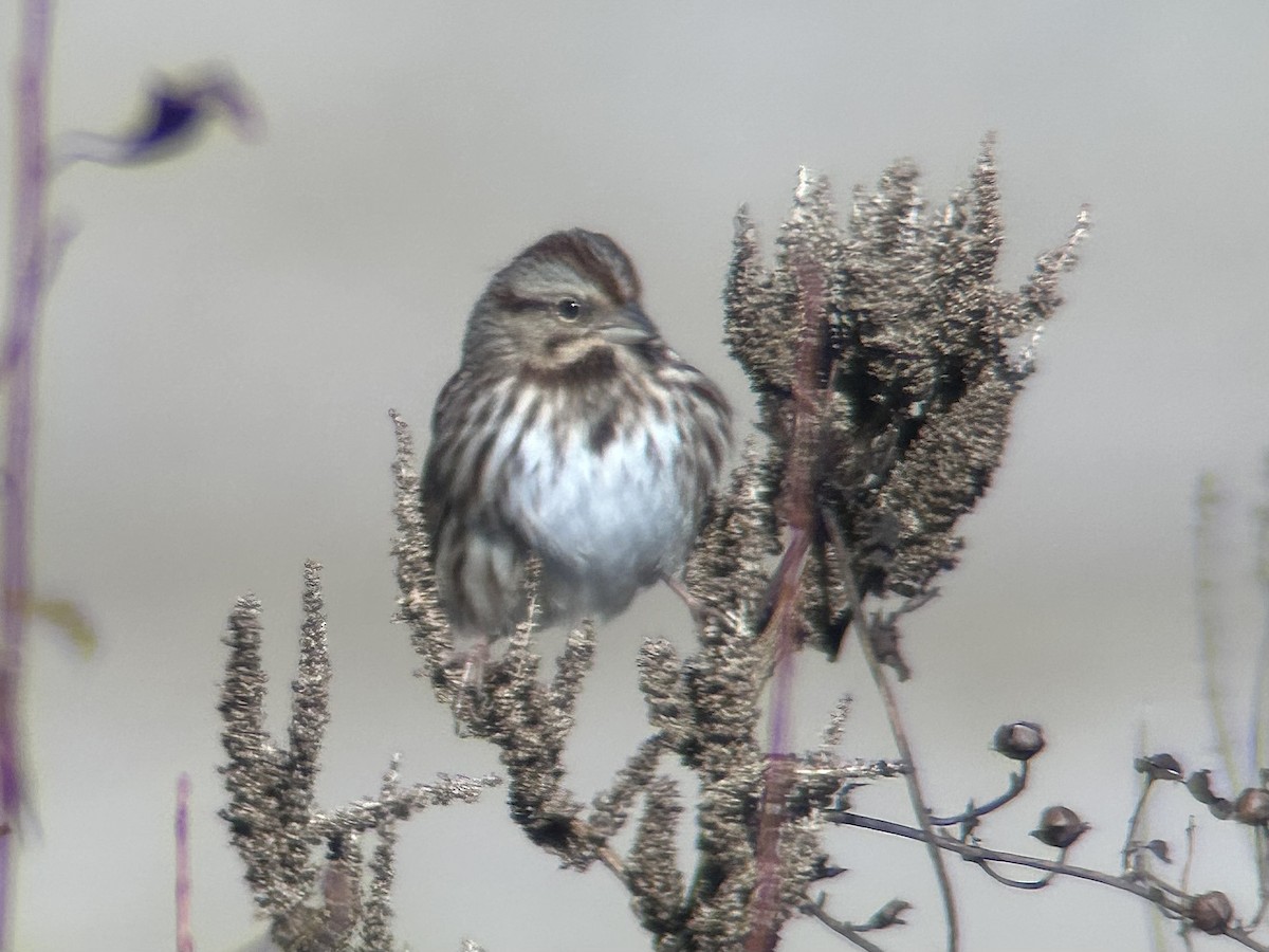 Song Sparrow - ML646596673