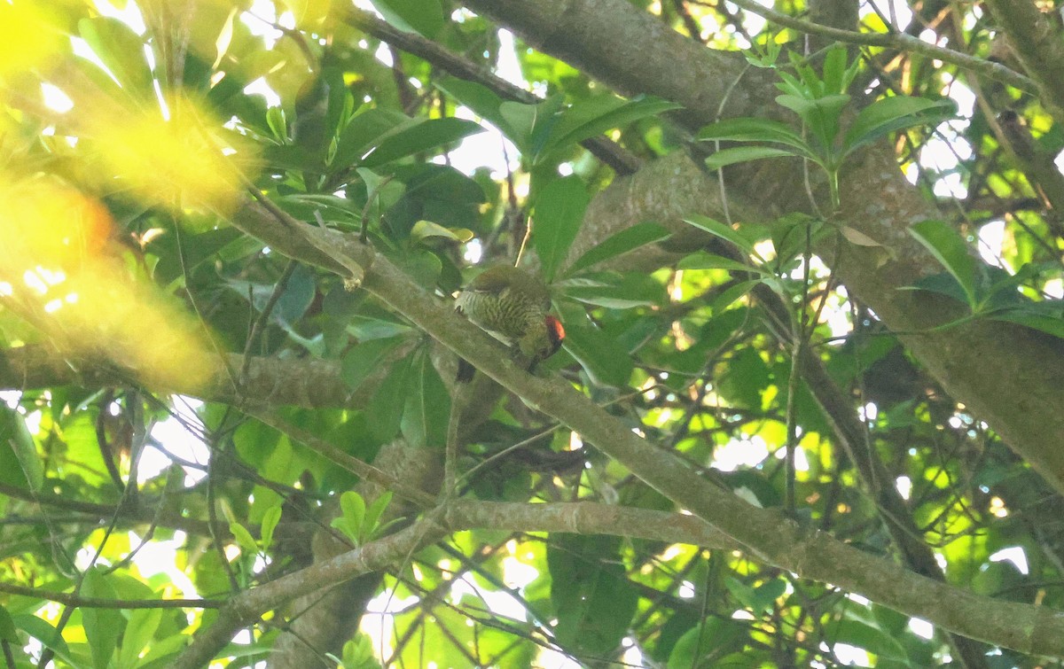 datel čabrakový (ssp. maculosa) - ML646596676