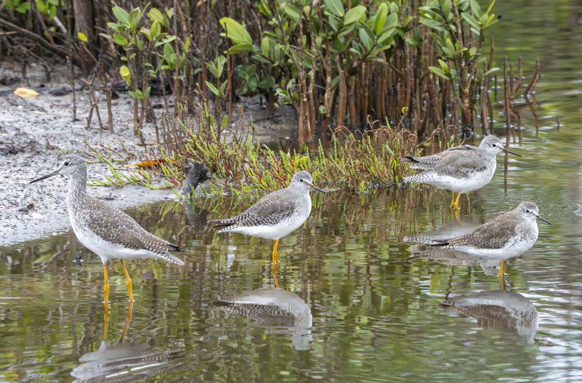 ביצנית עקודה - ML646596677