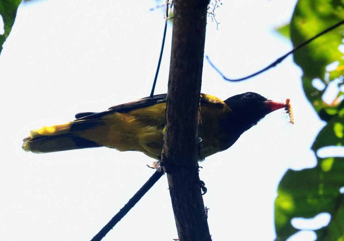 žluva lesní - ML646596678