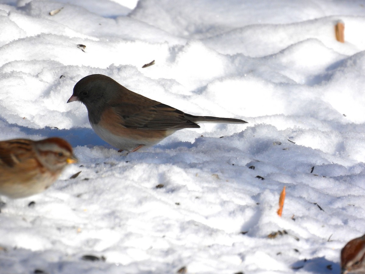ユキヒメドリ（oreganus グループ） - ML646596679