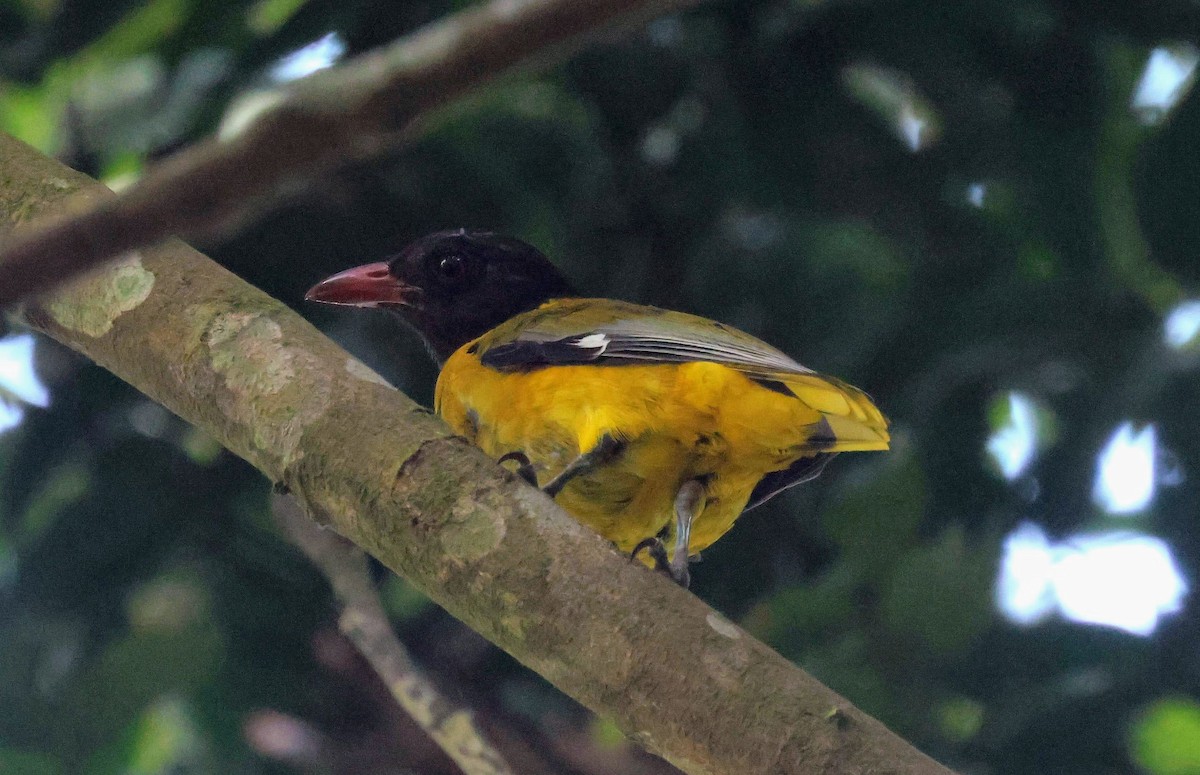 žluva lesní - ML646596689