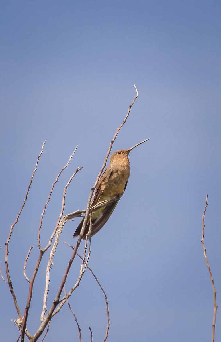 Giant Hummingbird - ML646596692