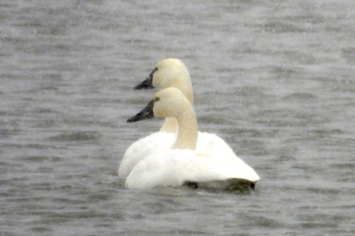 Zwergschwan - ML646596693