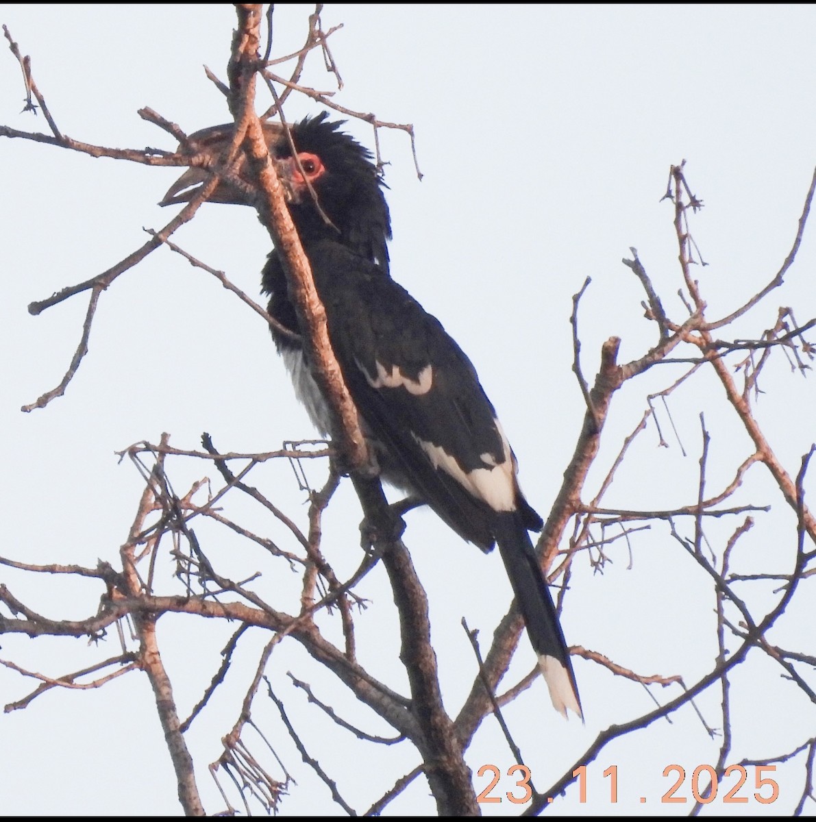 Calao trompette - ML646596694