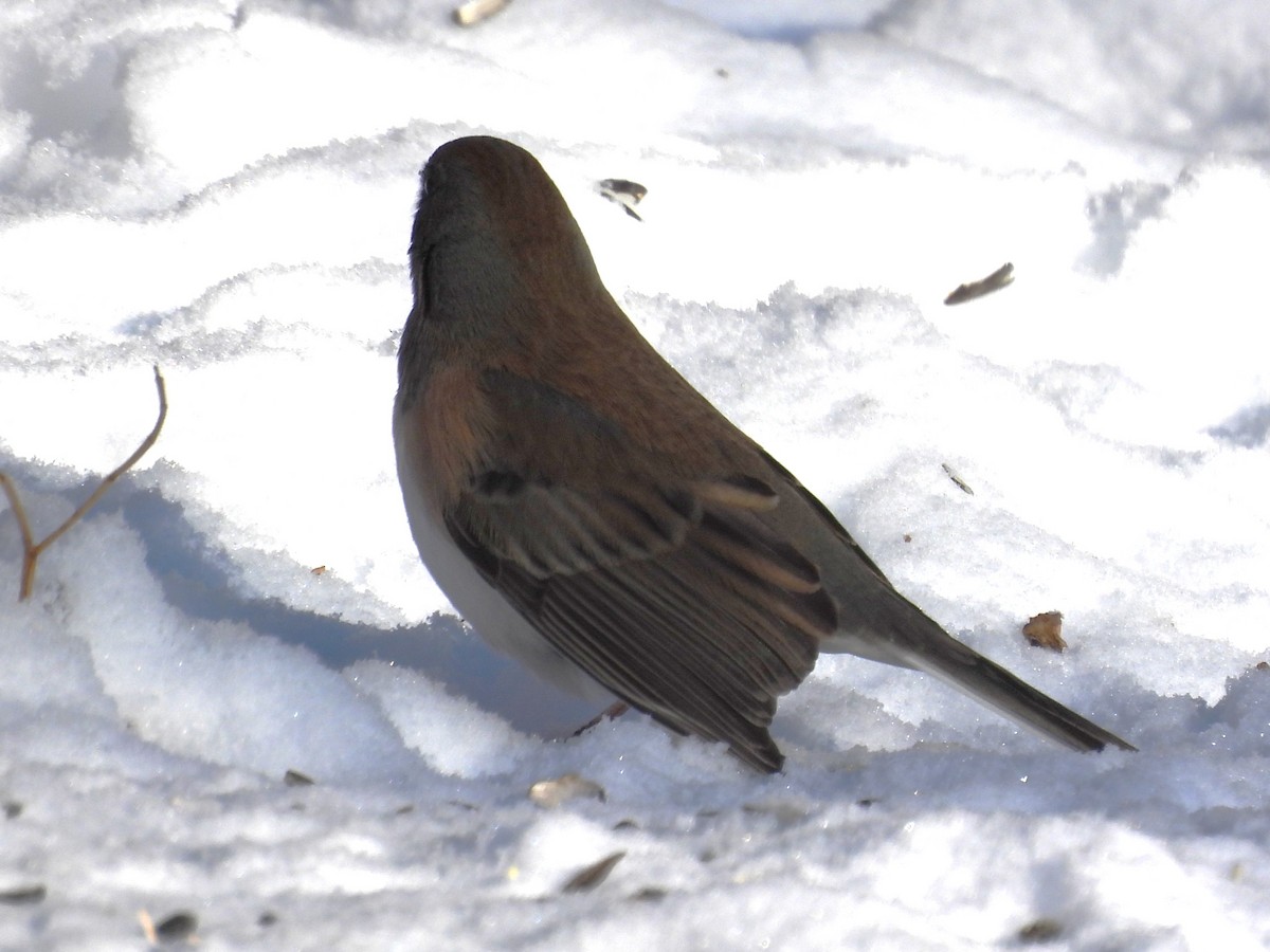 ユキヒメドリ（oreganus グループ） - ML646596695