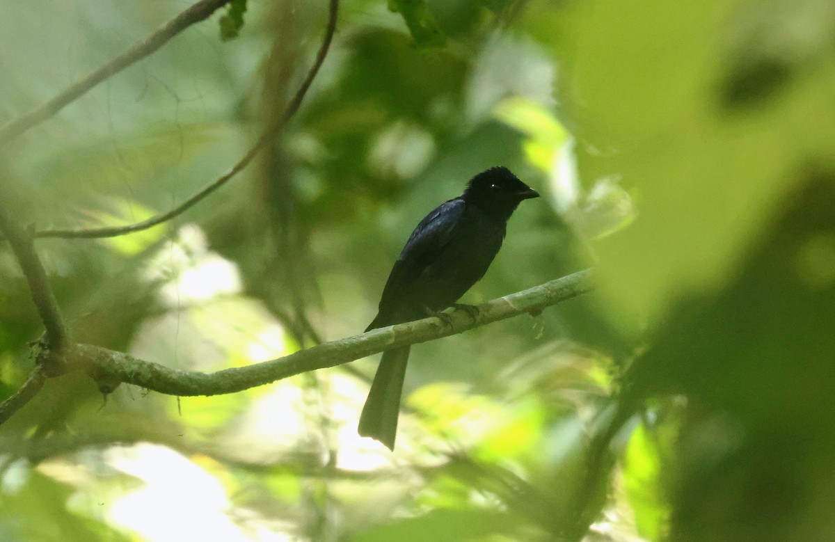 drongo lesklý - ML646596702