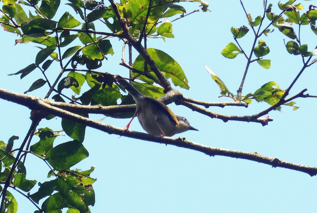 Black-capped Apalis - ML646596704