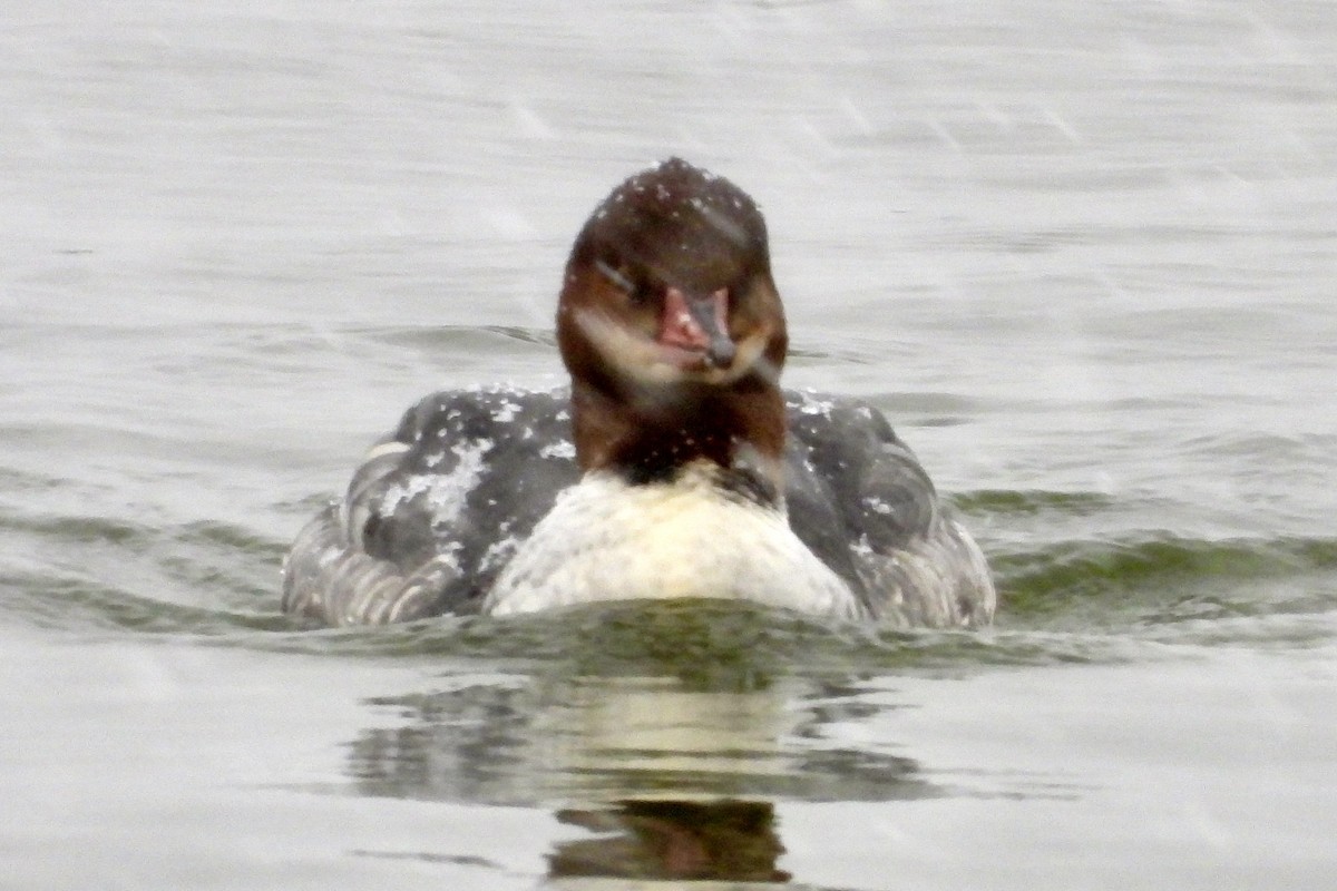 Gänsesäger - ML646596705