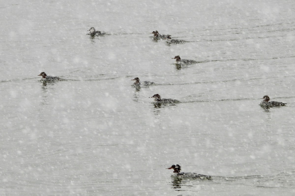 Gänsesäger - ML646596706