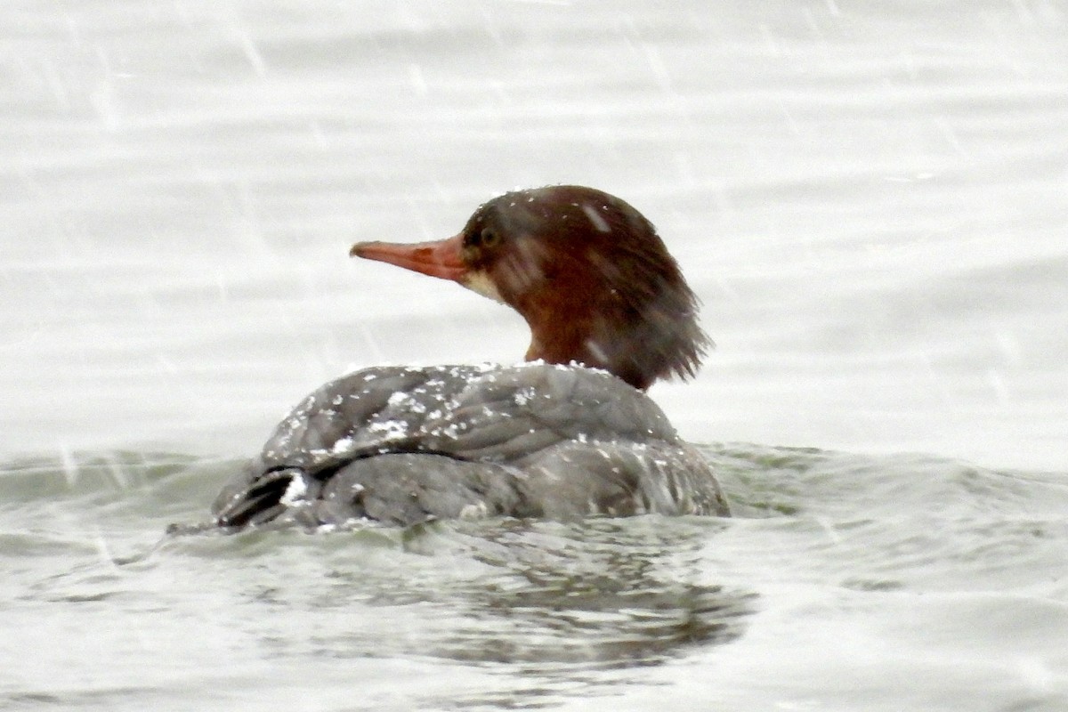 Gänsesäger - ML646596707