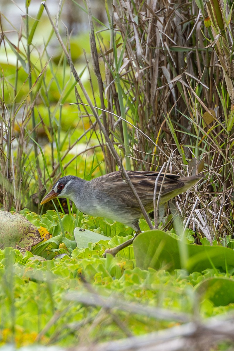 Polluela Cejiblanca - ML646596708