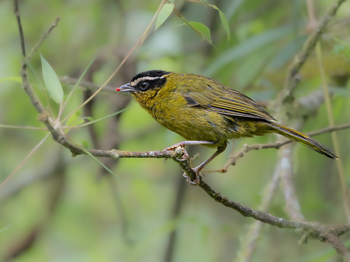 Schwarzkappen-Finkentangare - ML646596709