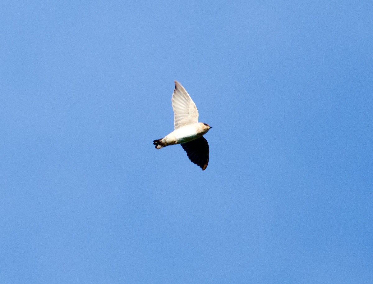 Cave Swallow - ML646596711