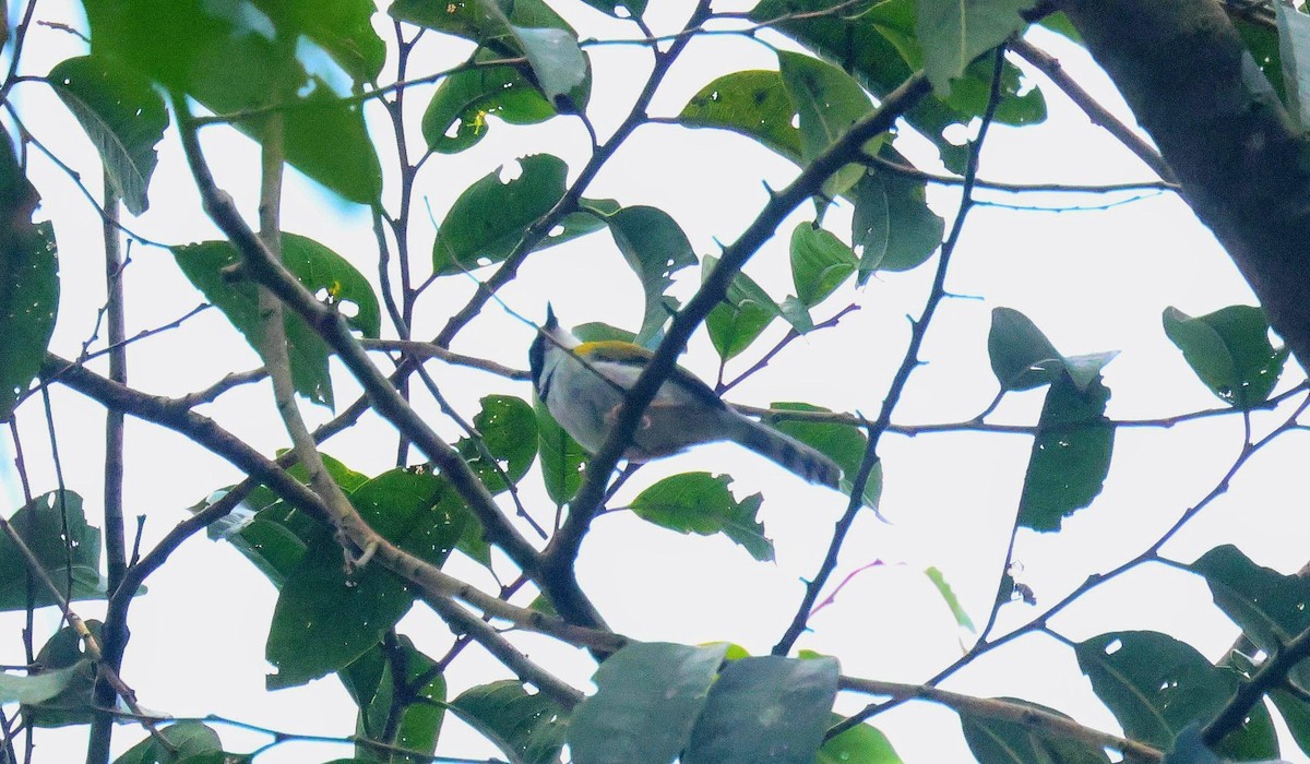 Black-capped Apalis - ML646596713