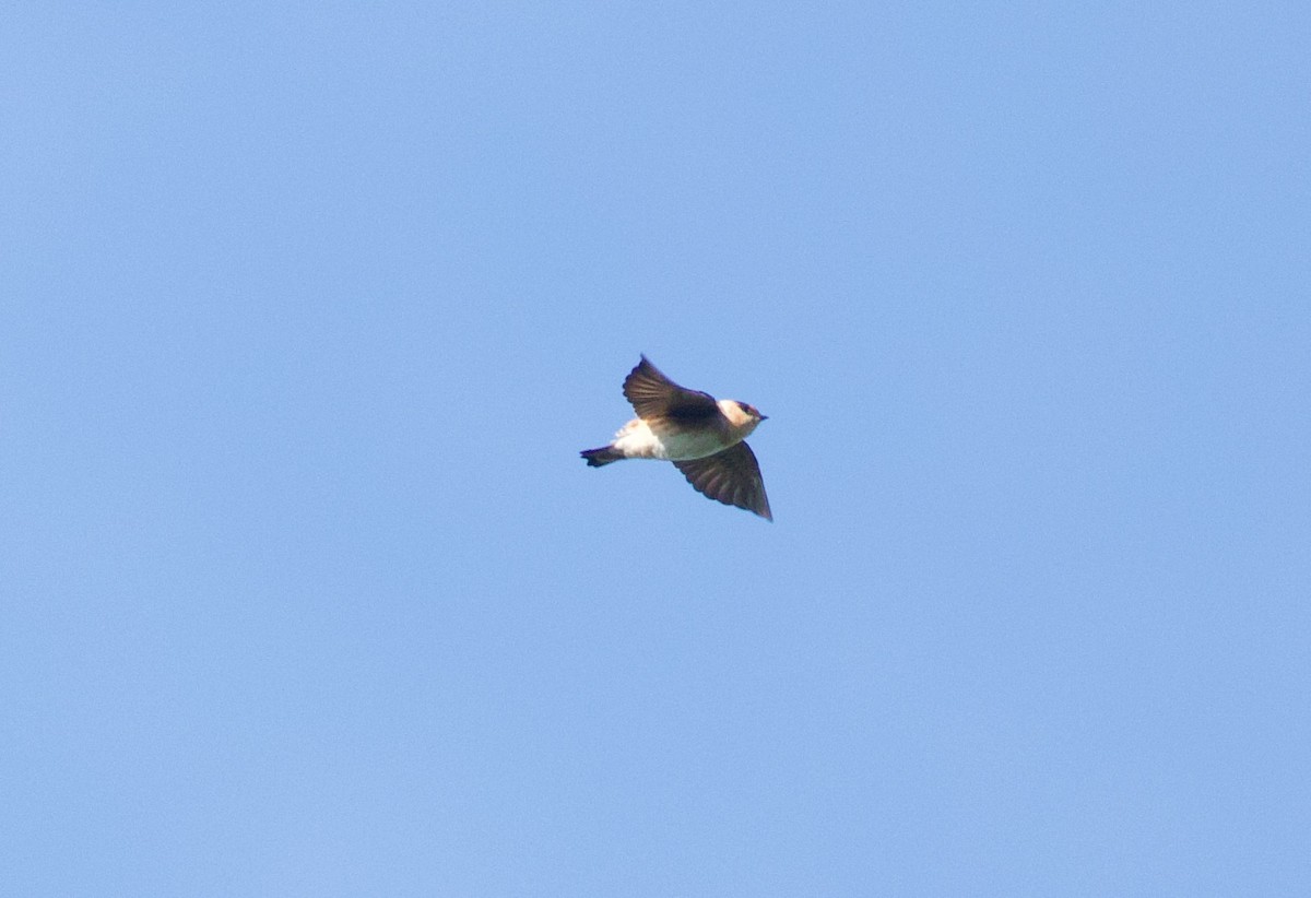 Cave Swallow - ML646596719